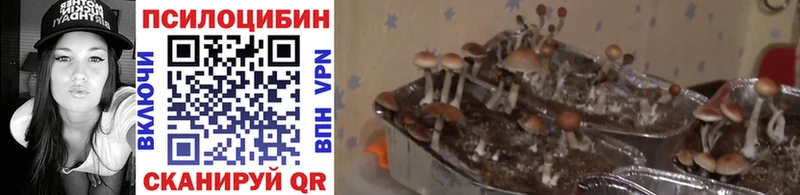 Галлюциногенные грибы GOLDEN TEACHER  Купить где  Хилок 